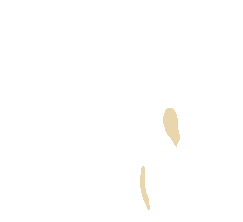 Serratus Anterior