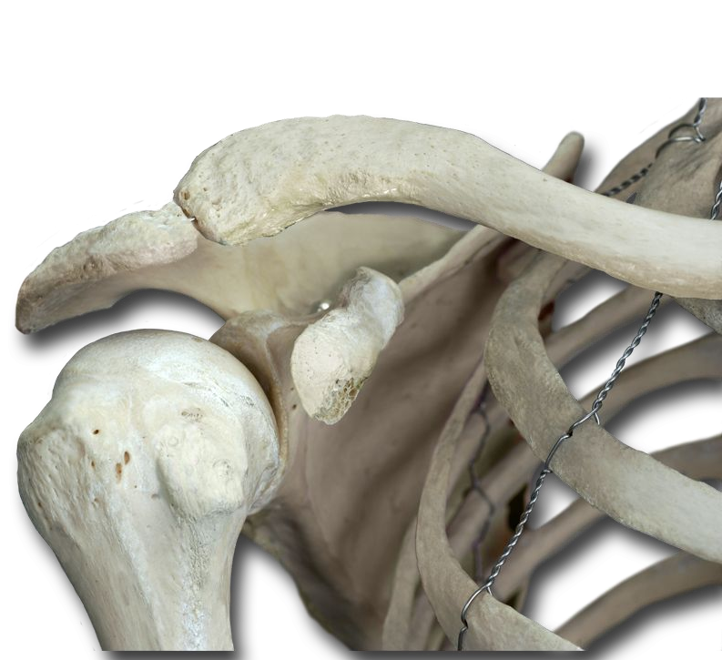 Muscle Attachments of the Anterior Shoulder
