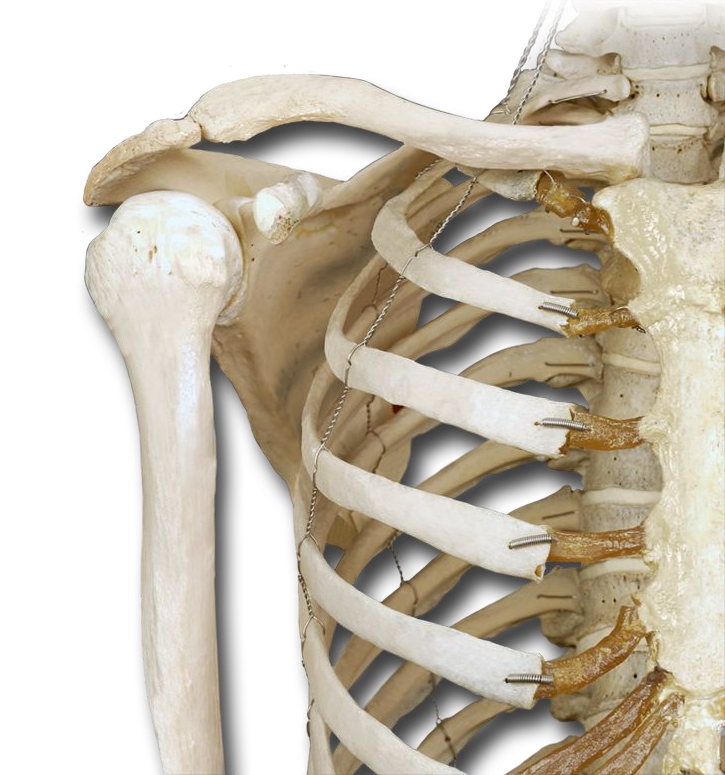 Muscle Attachments of the Pectoralis Region of the Shoulder