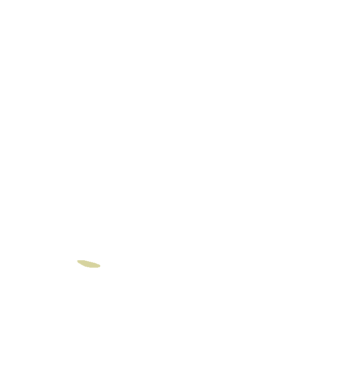 Latissimus Dorsi