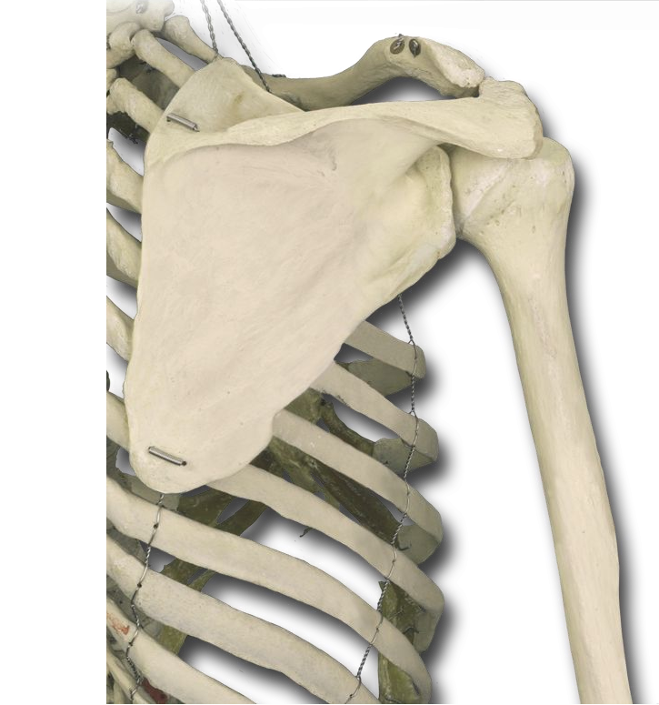 Muscle Attachments of the Posterior Shoulder