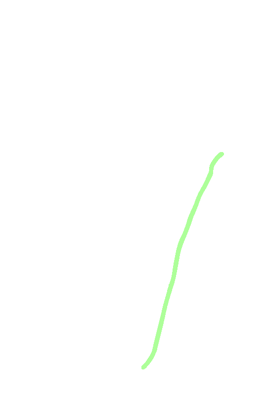 Lateral Border