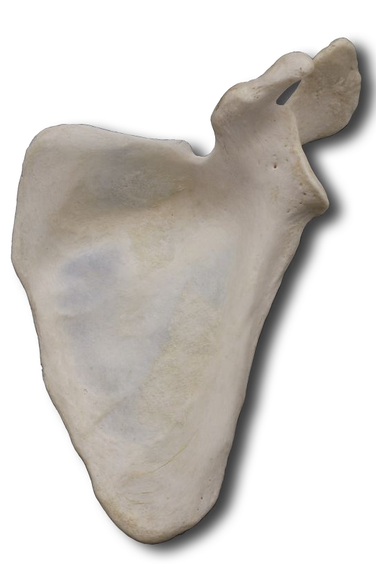 Costal Anterior Scapula