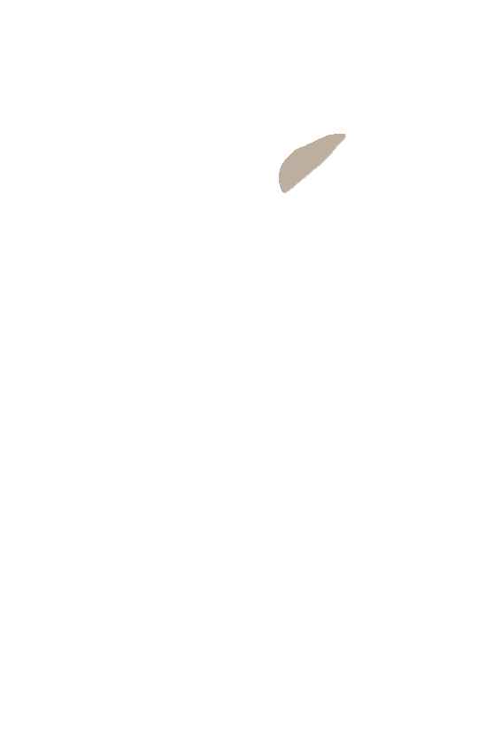 Coracoid Process