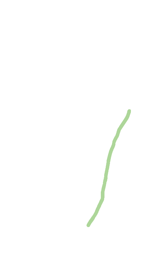 Lateral Border