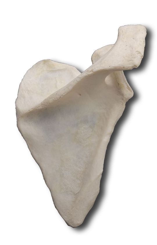 Dorsal Posterior Scapula
