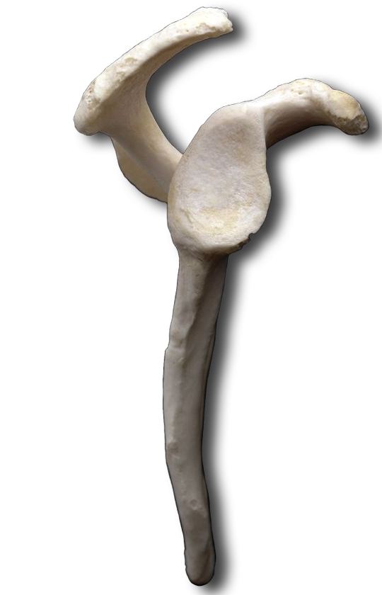 Lateral Scapula