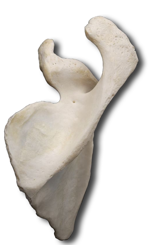 Superior Medial Scapula