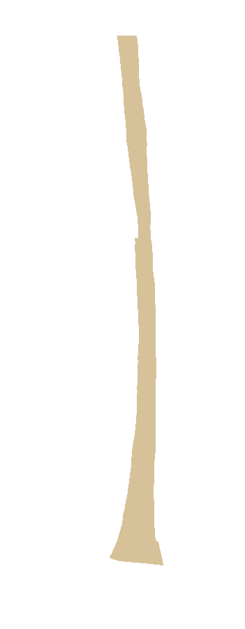 Posterior Surface