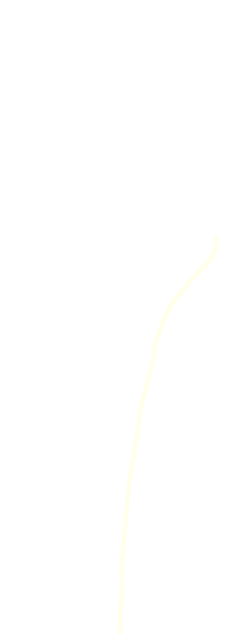 Anterior Border