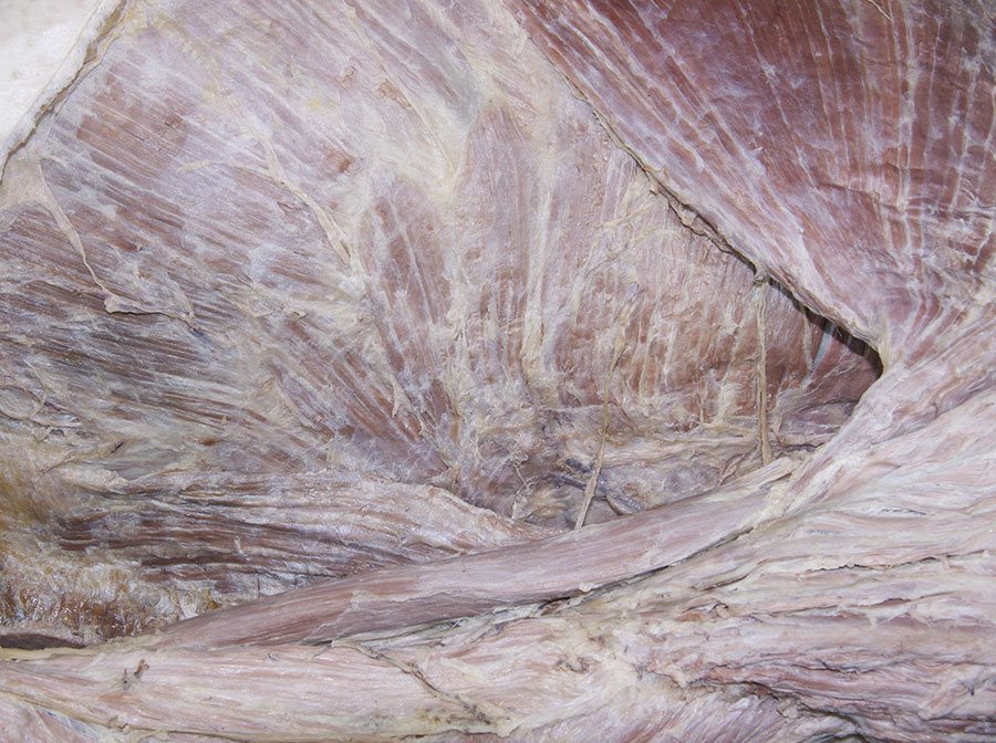 Serratus Anterior Muscle