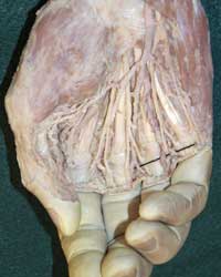 Superficial Palmar Arteries