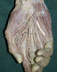 Superficial Palmar Nerves