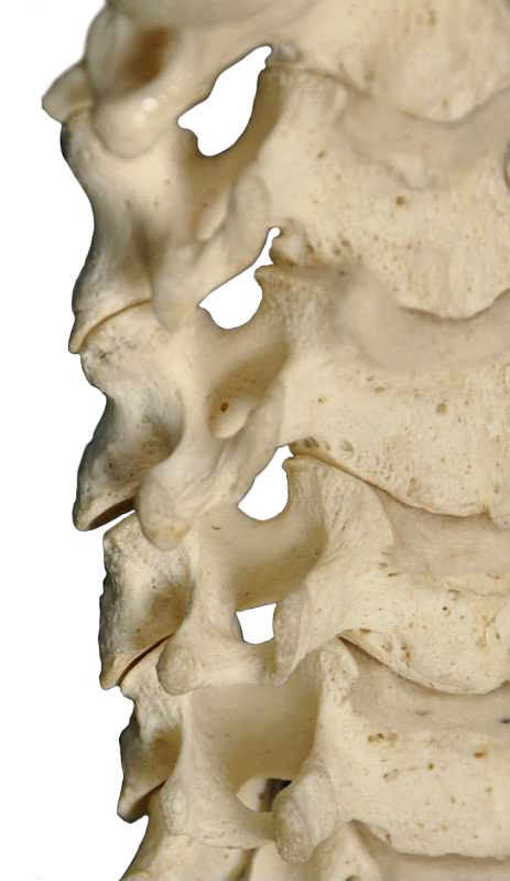 Anterior Cervical Spine