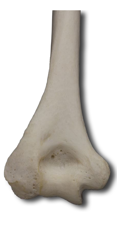 Posterior Distal Humerus