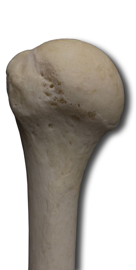 Posterior Proximal Humerus