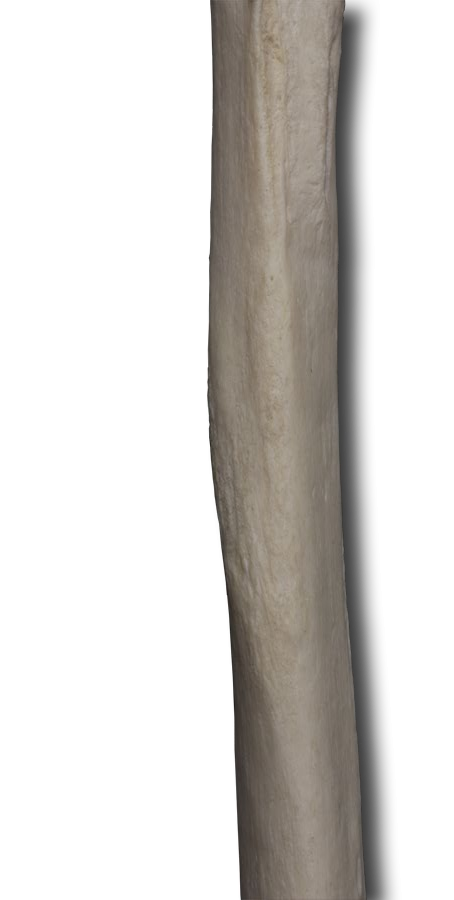 Anterior Shaft of the Humerus