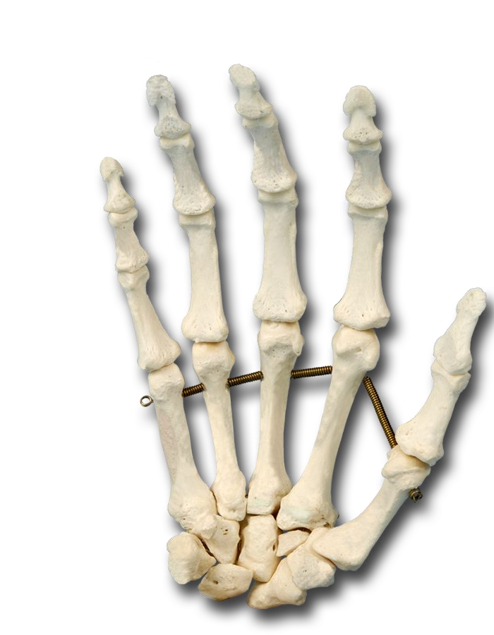 Muscle Attachments of the Palmar Hand