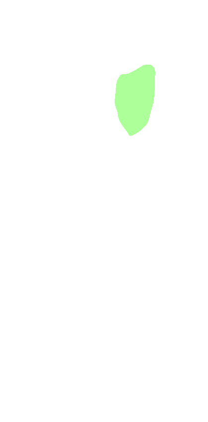 Radial Tuberosity