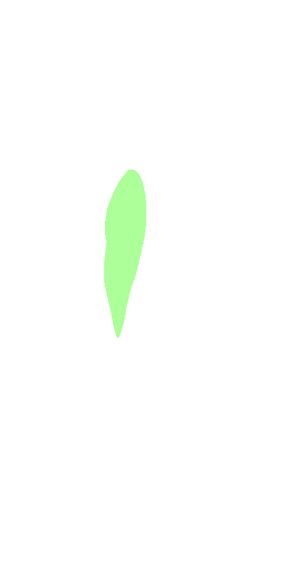 Radial Tuberosity