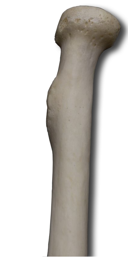 Posterior Proximal Radius