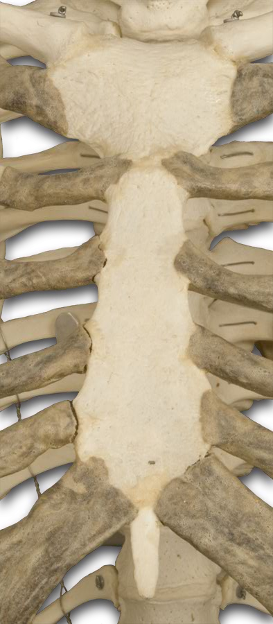 Upper Extremities Bones