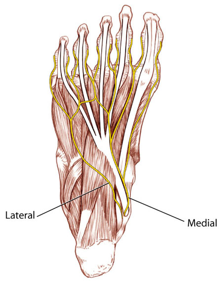 16: Leg and Foot